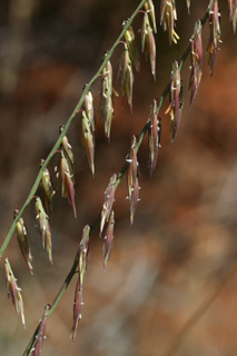 sideoats gramma